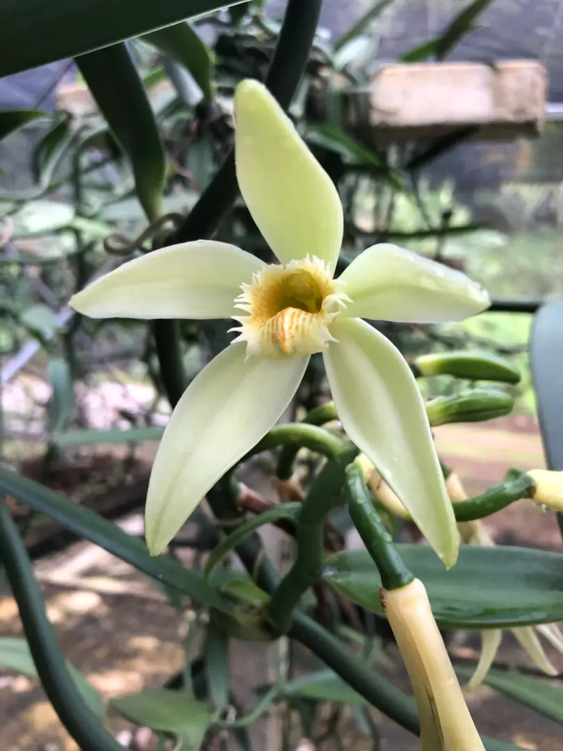 Galerie Tahaa Fare Hau Camp 3