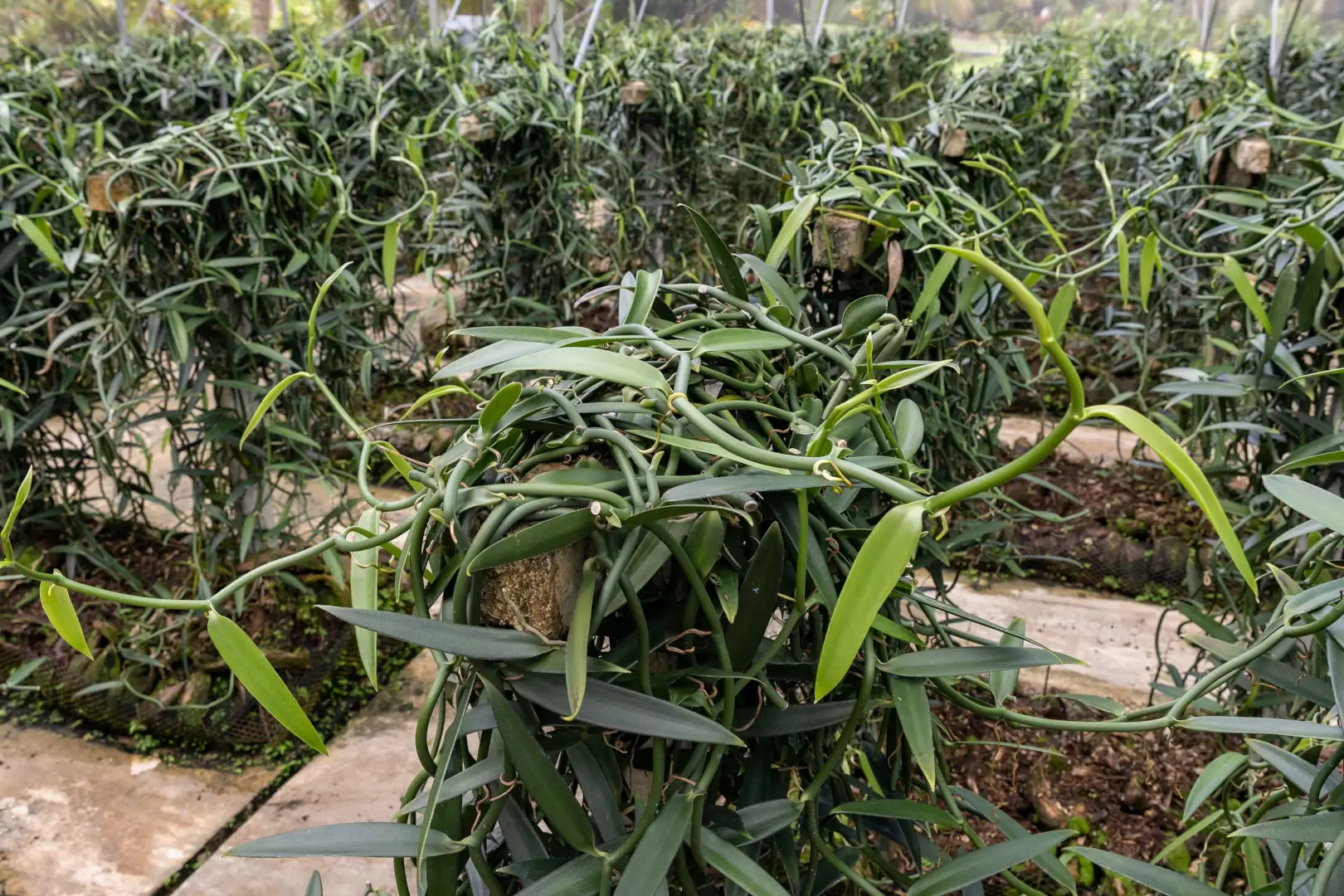 Galerie Tahaa Fare Hau Camp 13