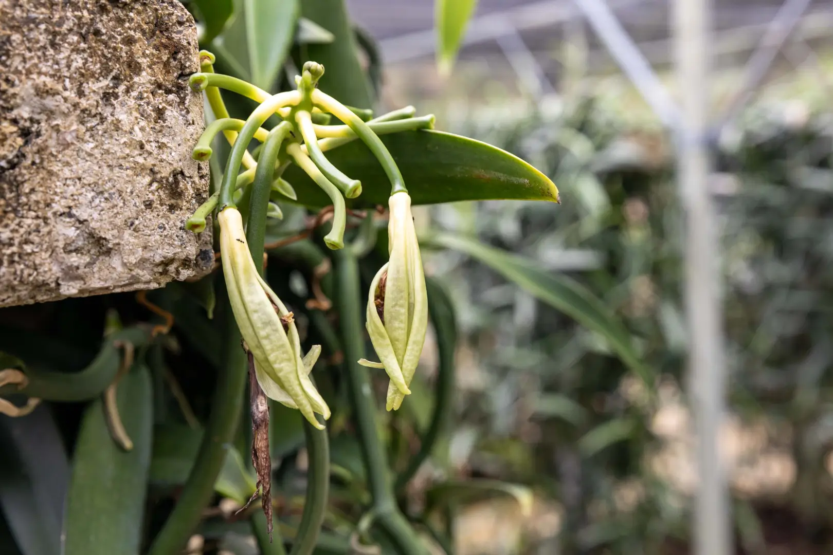 Galerie Tahaa Fare Hau Camp 11