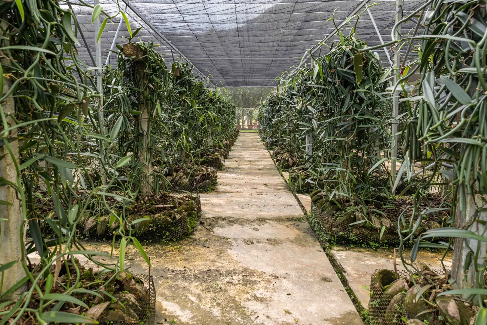 Galerie Tahaa Fare Hau Camp 10