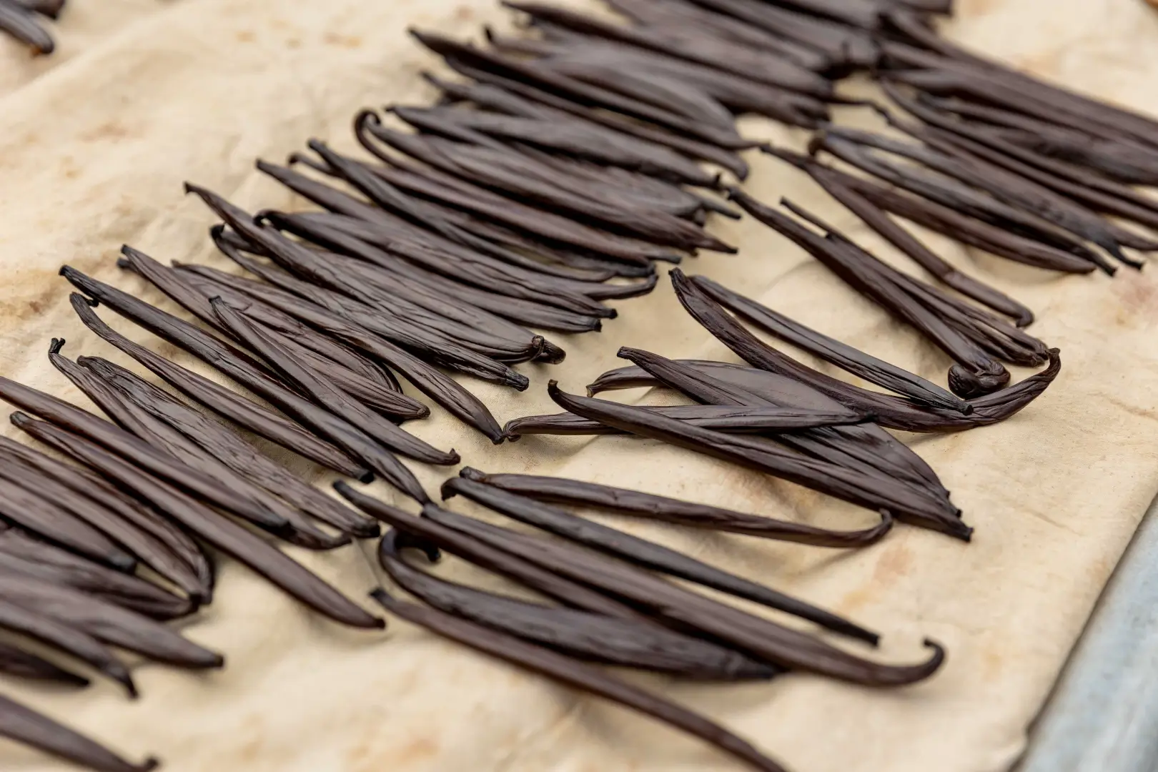 Galerie Tahaa Fare Hau Camp 4