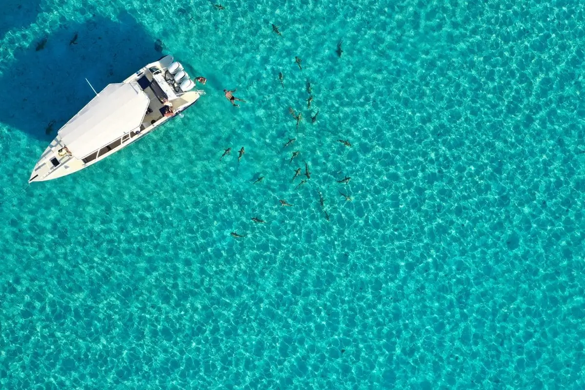 Snorkeling dans le lagon de Tahaa avec requins